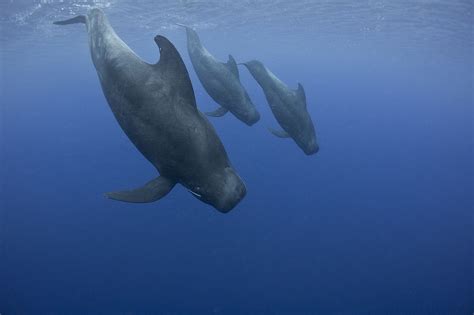 pilot whalw|Pilot Whale Facts: Traits, Life Cycle, Habitat .